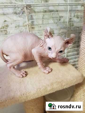 Эльфы Выселки - изображение 1