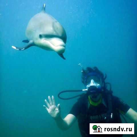 Дайвинг- трансфер бесплатно Сочи - изображение 1