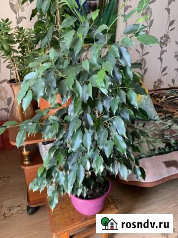 Фикус Бенджамина Чита - изображение 1