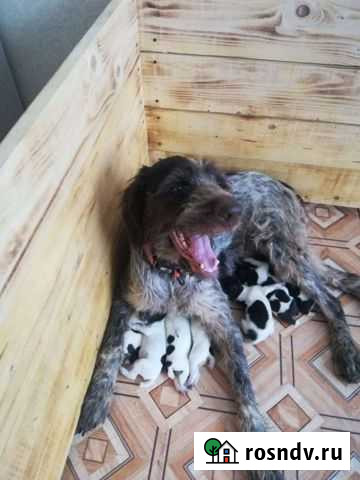 Продаются щенки породы Дратхаар Горные Ключи - изображение 1