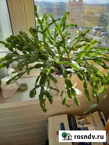 Декабрист Тюмень - изображение 1