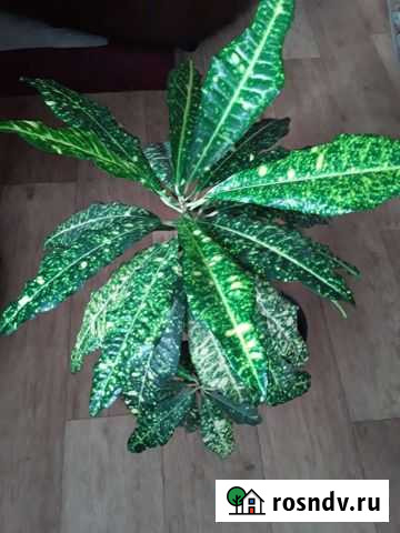 Кротон Прокопьевск - изображение 1