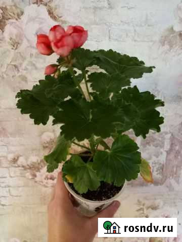 Тюльпановидная пеларгония Herma Ступино - изображение 1