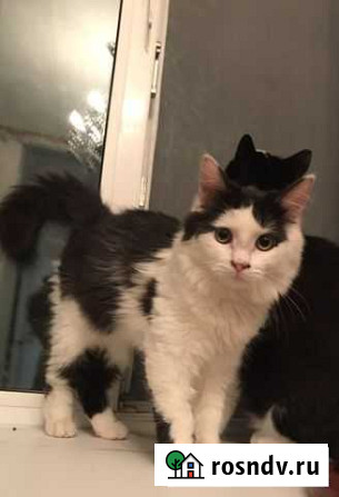 Котенок-компаньон Ноябрьск - изображение 1