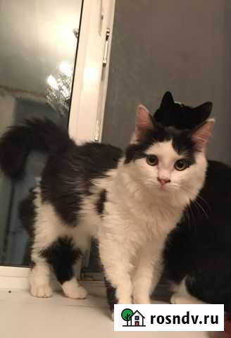 Котенок-компаньон Ноябрьск - изображение 1