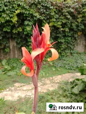 Канны красные Сальск - изображение 1