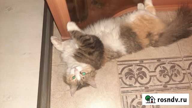 Отдадим желтоглазую красотку в добрые руки Казань - изображение 1