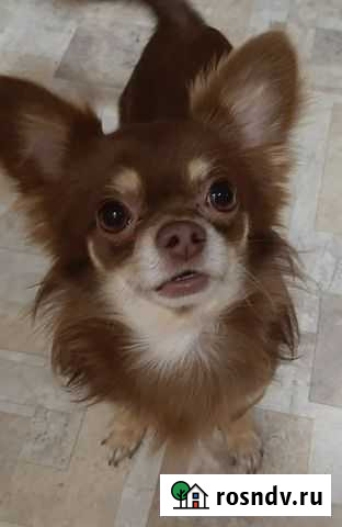 Вязка чихуахуа Смоленск - изображение 1