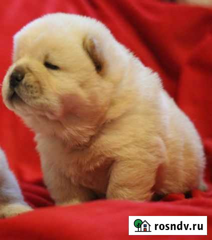 Щенки чау-чау Калининград - изображение 1