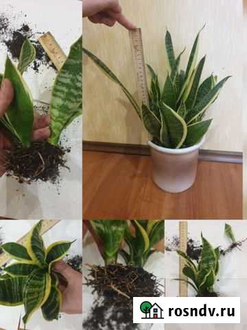 Комнатные цветы Руза - изображение 1