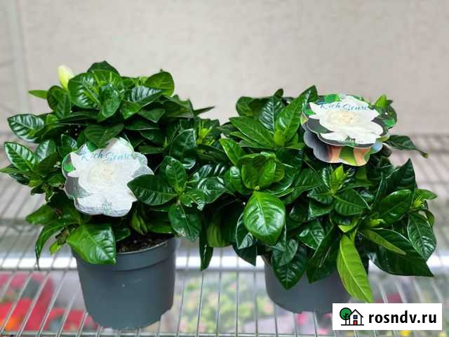 Гардения ароматная Симферополь - изображение 1