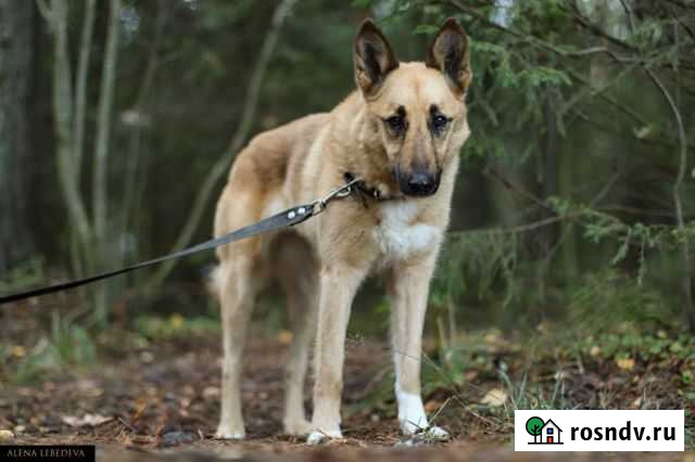 Собака Петрозаводск - изображение 1