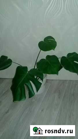 Монстера Бирск - изображение 1