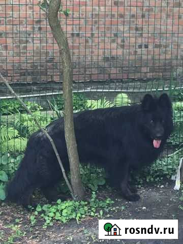 Вязка, кобель немецкой овчарки, длинник Ростов-на-Дону - изображение 1
