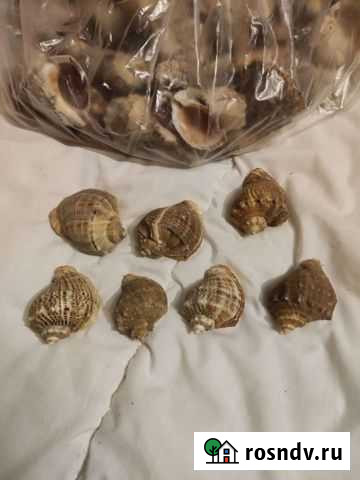 Ракушка рапан Калининград - изображение 1