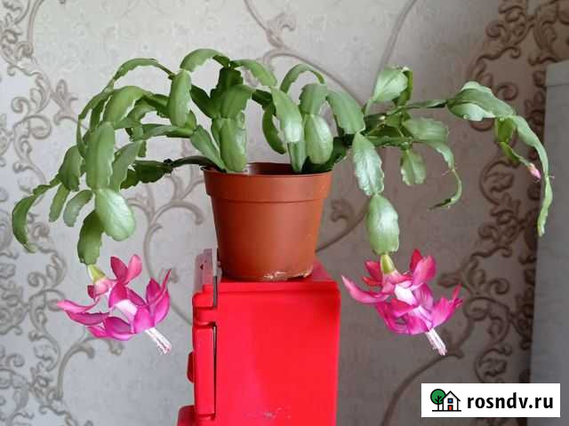 Декабрист (Зигокактус) Бийск - изображение 1