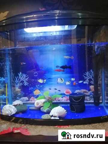 Аквариум Липки - изображение 1