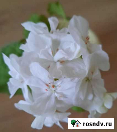 Пеларгония белая Тольятти - изображение 1