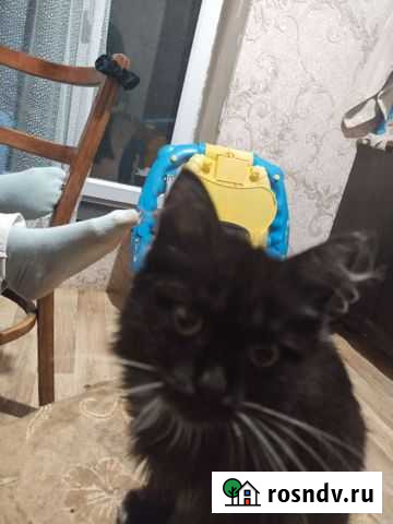 Кошечька в дар Гвардейское - изображение 1