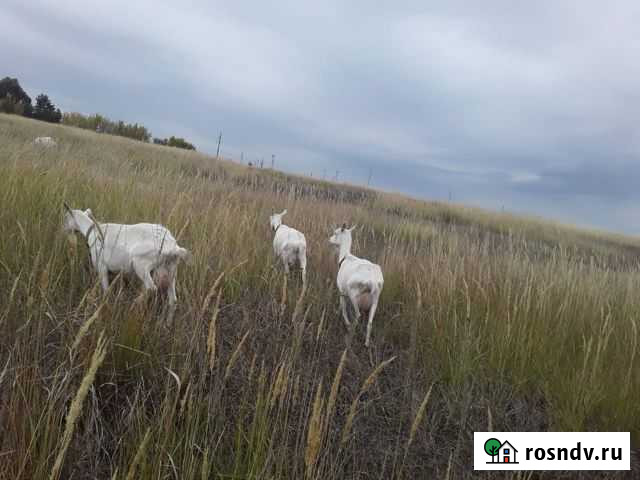 Зааненские козы Янтиково - изображение 1