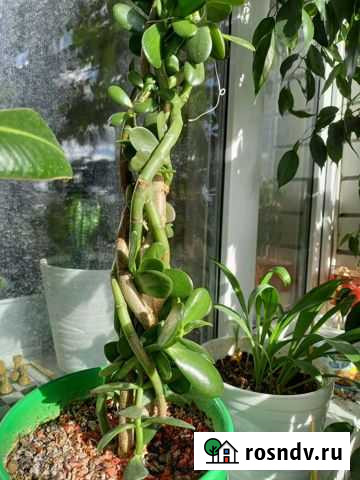 Денежное дерево Тюмень - изображение 1