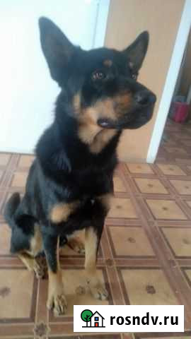 Молодой и несчастный Тула - изображение 1