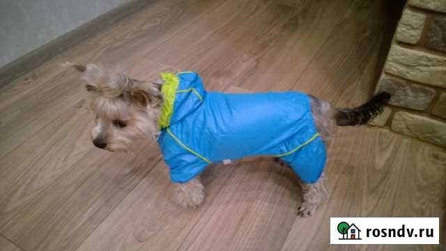 Костюм для собак Черняховск - изображение 1