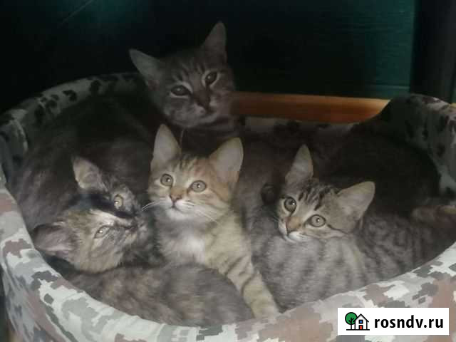 Котята в добрые руки Саратов - изображение 1