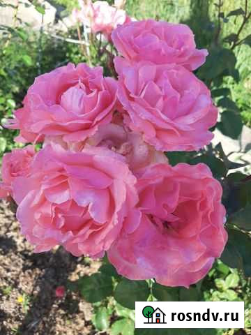 Саженцы розы Энем - изображение 1