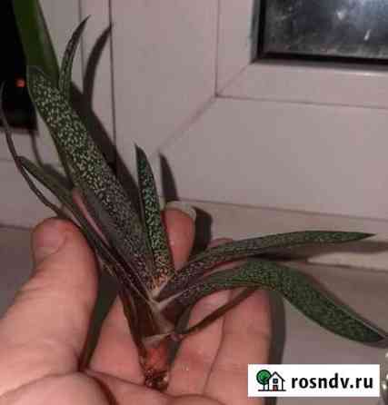 Гастерия (сукулент) Энгельс