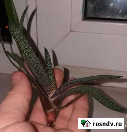 Гастерия (сукулент) Энгельс - изображение 1