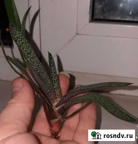 Гастерия (сукулент) Энгельс - изображение 1