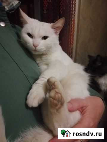 Ищем добрых хозяев кошечке Бугульма - изображение 1