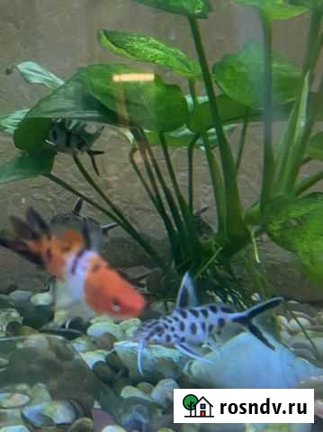 Сомик Люберцы - изображение 1