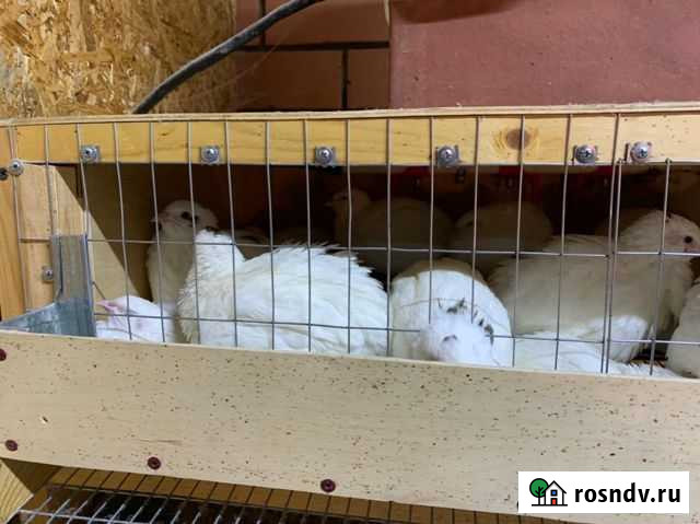 Перепел Копейск - изображение 1