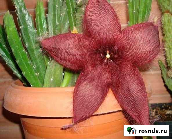 Стапелия Новокуйбышевск - изображение 1