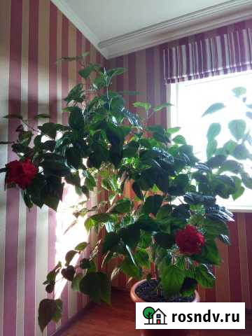 Домашние растения разные Красноярск - изображение 1