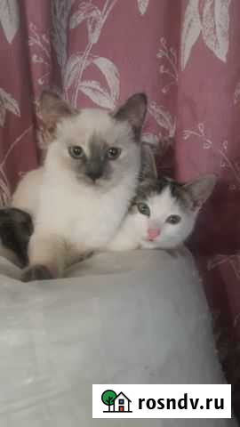 Котята в добрые руки Махачкала - изображение 1