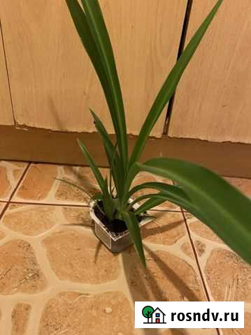 Комнатные растения Астрахань - изображение 1