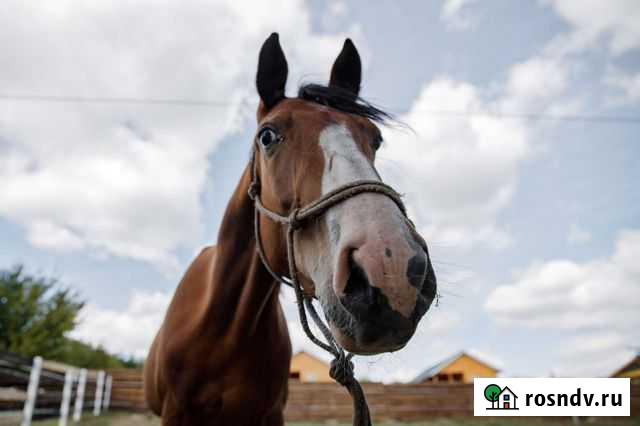 Лошади Воронеж - изображение 1