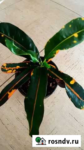 Кротон мамми Иваново - изображение 1