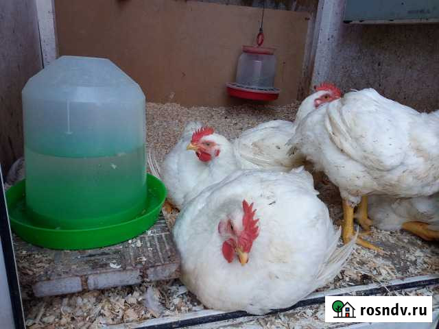 Цыплята бройлеров Кобб 500 Чехия Йошкар-Ола - изображение 1