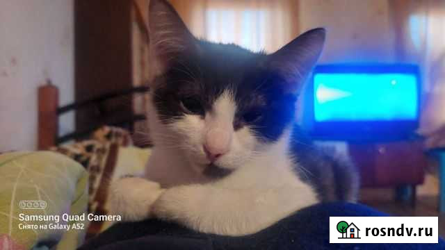 Кошка Иркутск - изображение 1