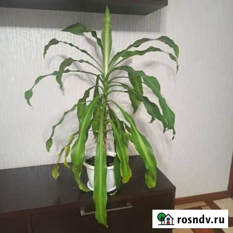 Пальма драцена Вологда - изображение 1
