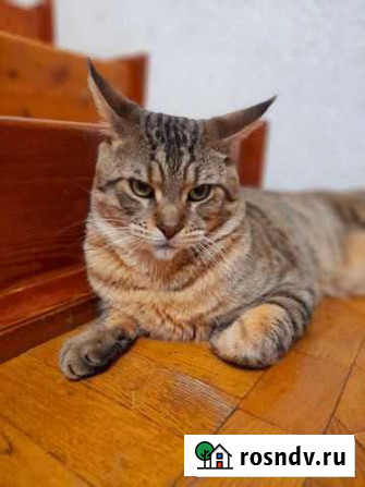 Котята чаузи Ростов-на-Дону - изображение 1