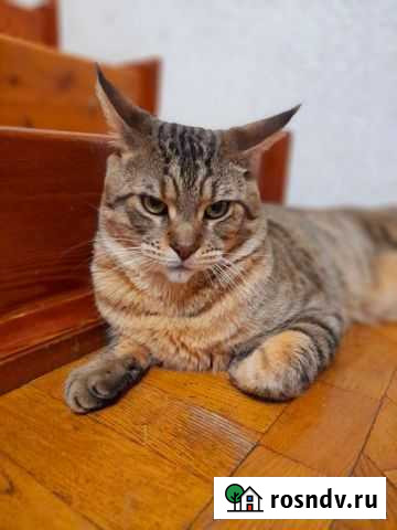 Котята чаузи Ростов-на-Дону - изображение 1