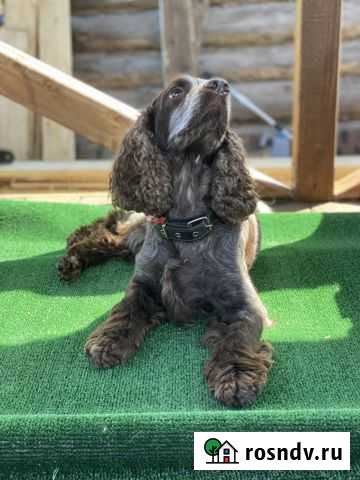 Русский спаниель вязка Пермь - изображение 1