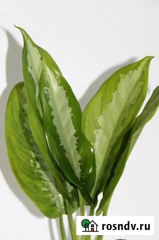 Аглаонема Паттаяй Бьюти Рязань - изображение 1