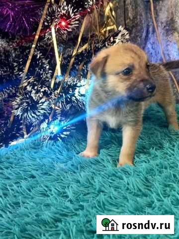 Собаки бесплатно в добрые руки щенки Сортавала - изображение 1