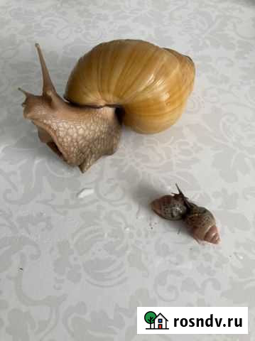 Улитка Ахатина Васильково - изображение 1